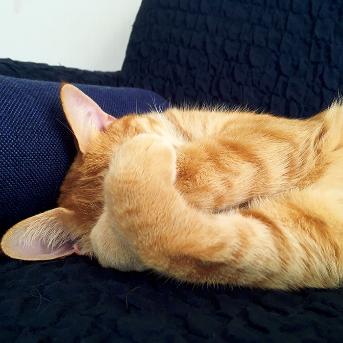 ドコノコ〉と一緒に猫の習性を学びました。まぶしい寝 – Dokonoko 