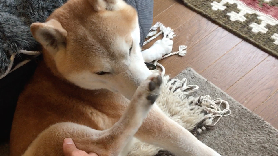 シバイヌ モクのベターな日々 マッサージは大切です2 My Sweetie 193 シバイヌ モクのベターな日々 Premium アンド プレミアム