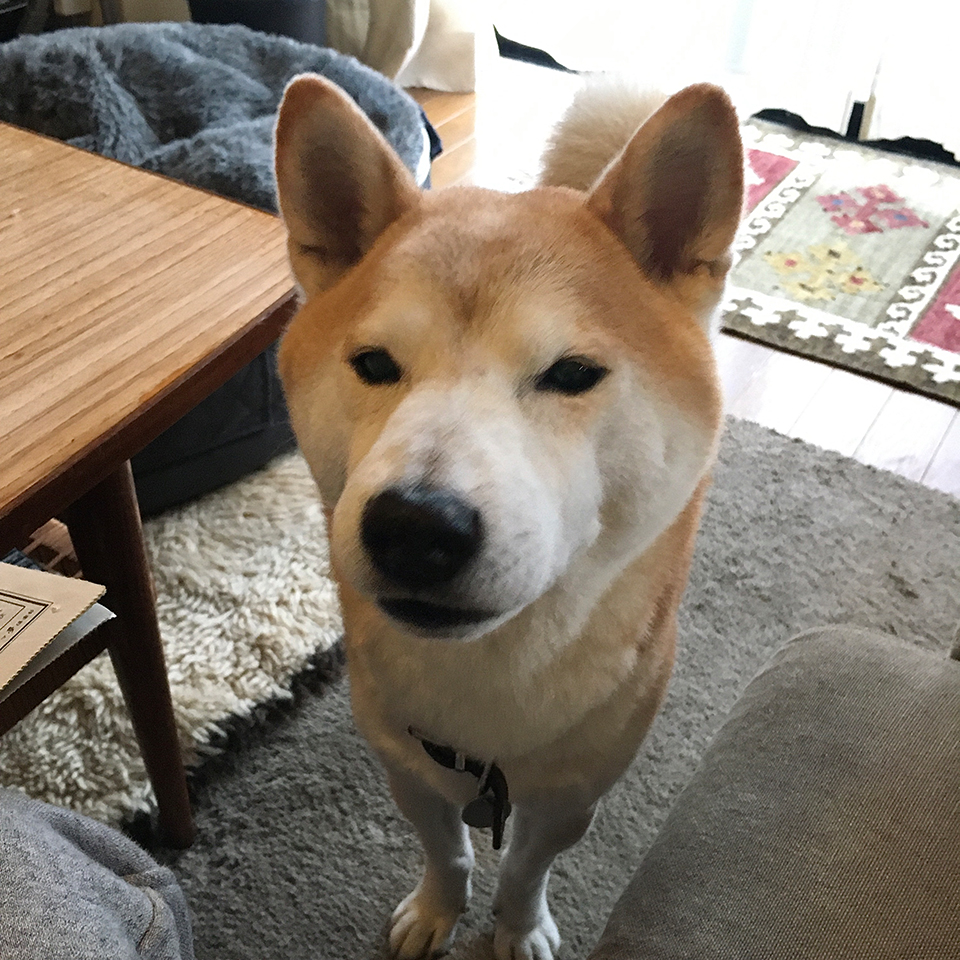 証明写真か。