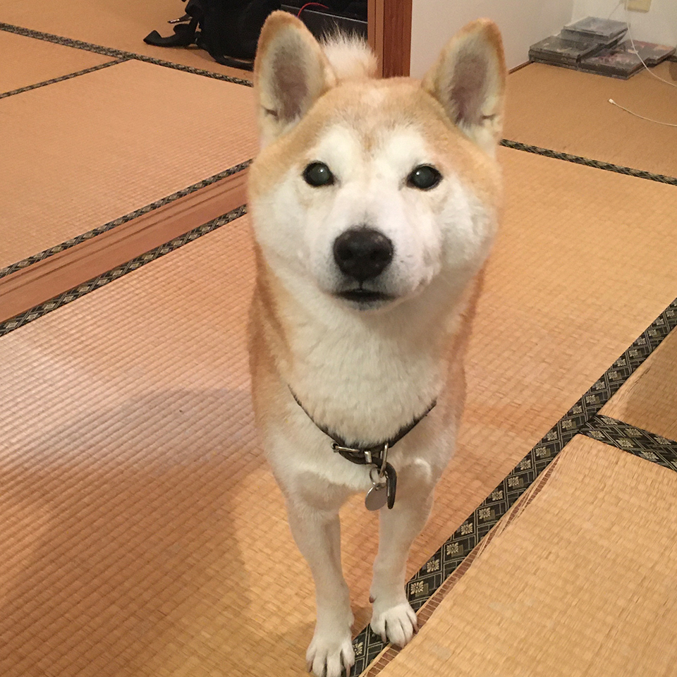 証明写真か。