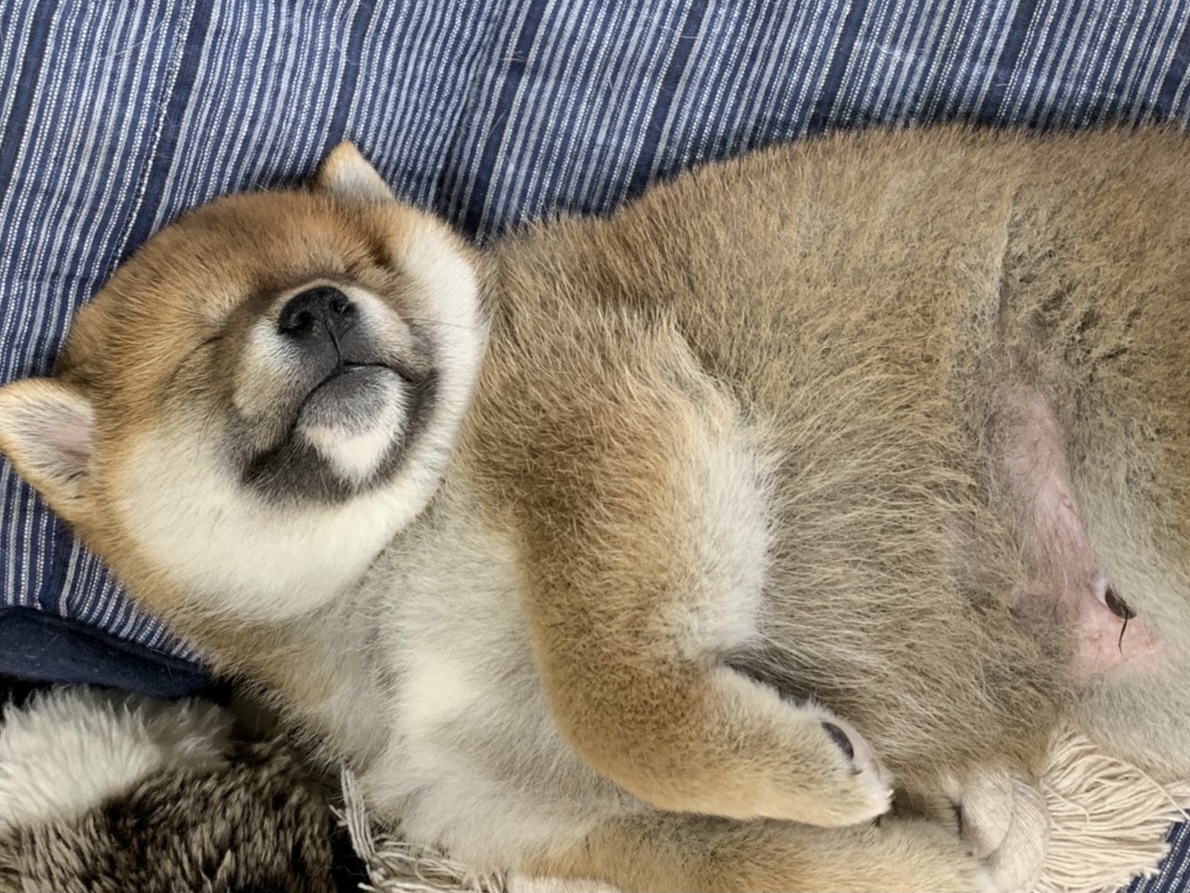 シバイヌ モクのベターな日々。新しい命が生まれたようですよ。 – MY 