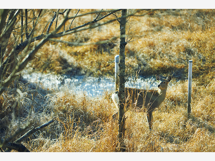 湿原で遭遇した野生のエゾシカ。冬毛は灰色がかっている。道路にも頻繁に出現するため、飛び出し注意。