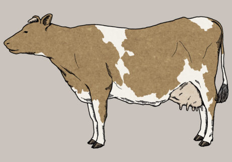 牛 | cow