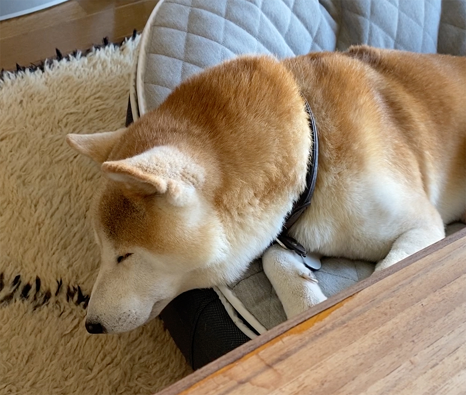 シバイヌ モクのベターな日々 モクの寝言1 My Sweetie 401 シバイヌ モクのベターな日々 Premium アンド プレミアム