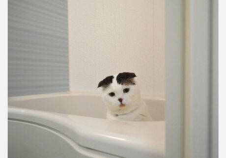 シャワー出したら、猫パンチお見舞いしたるからな！