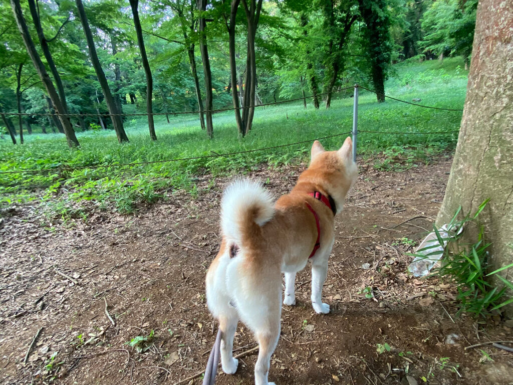 森に気配が 芝犬　モク