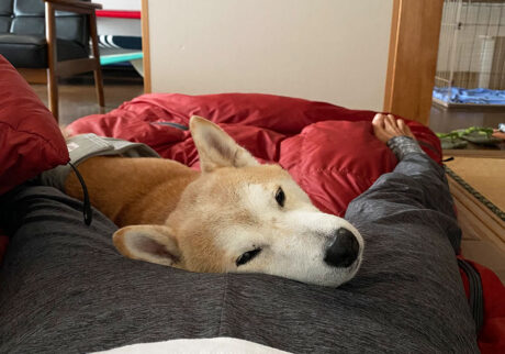 どこに寝ているかというと。 柴犬　モク