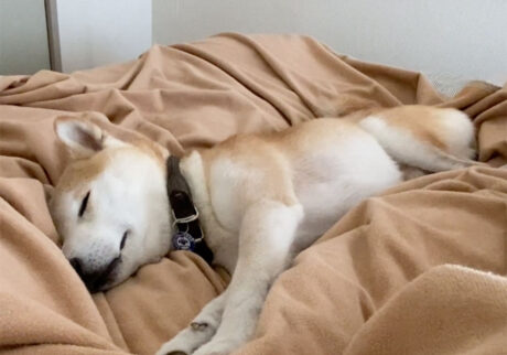 ベッドはくしゃくしゃ派。柴犬　モク