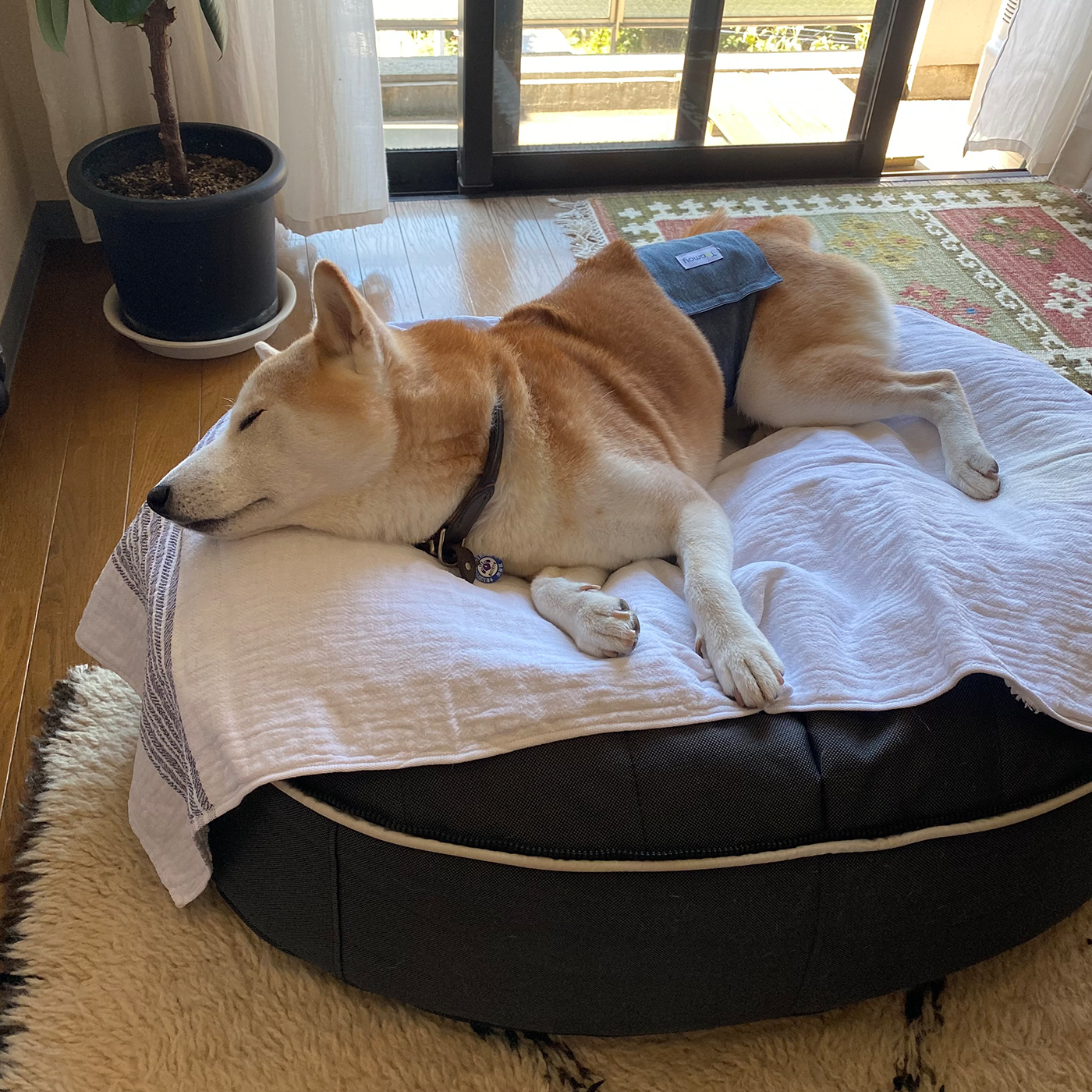 あせも対策 My Sweetie 561 シバイヌ モクのベターな日々 Premium アンド プレミアム