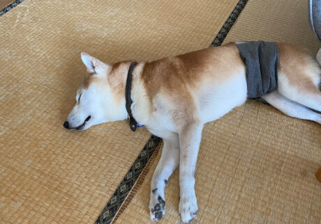 畳の似合う男。モク  柴犬