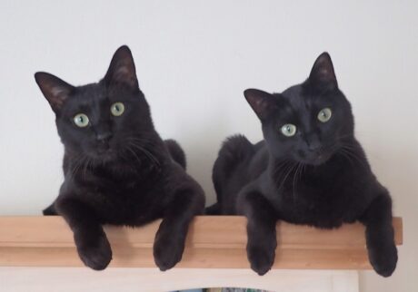 なな（左）「僕たちは仲良し黒猫兄弟のななとはちだよ」　はち（右）「シンクロしているって言われるけれど、いつも一緒だから自然なことだよ」