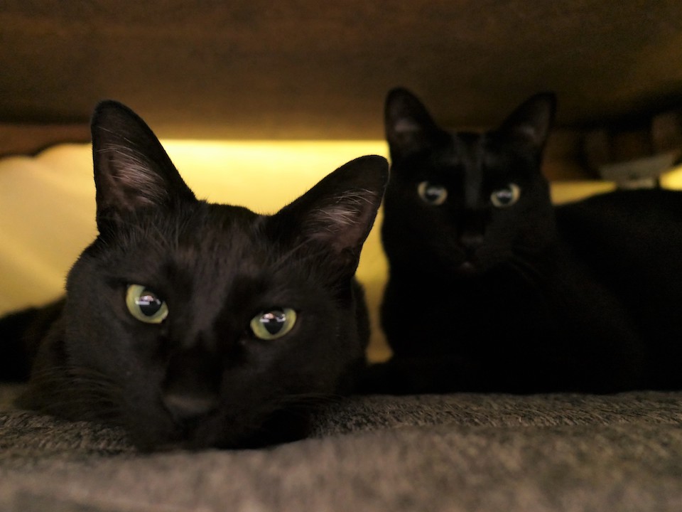 ༺ 黒ねこ༻ 投稿詳細｜MOTOCLE
