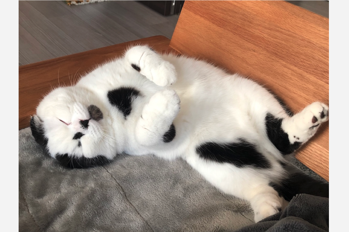 4a31c7f6ab16a4d74a5aab73160e00