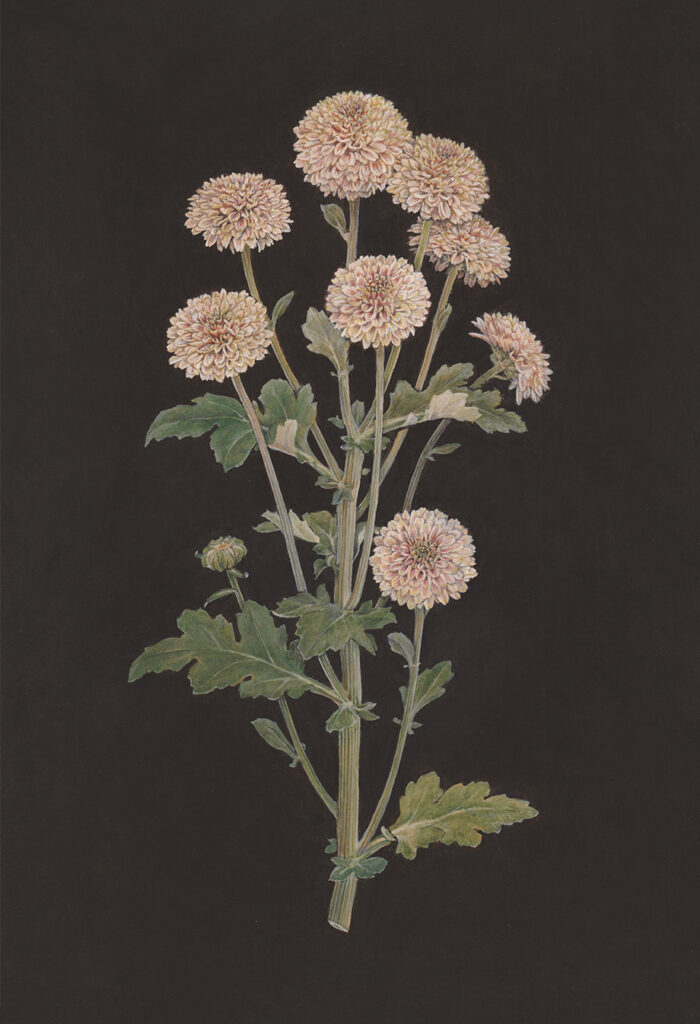 01 Chrysanthemum