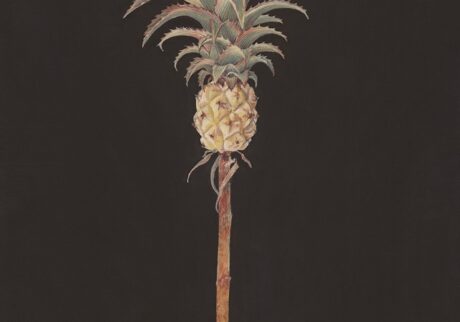 miniature pineapple