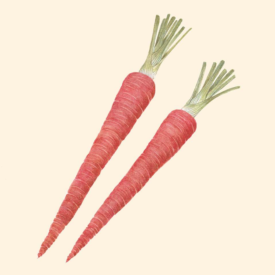 26 Carrot