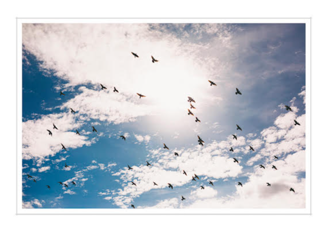ミュージシャン坂本美雨さんの約５年ぶりの新作『birds fly』が10月20日にリリース。 – ビジュアルEPとして、映像作品の配信も。 |  Article | u0026 Premium (アンド プレミアム)