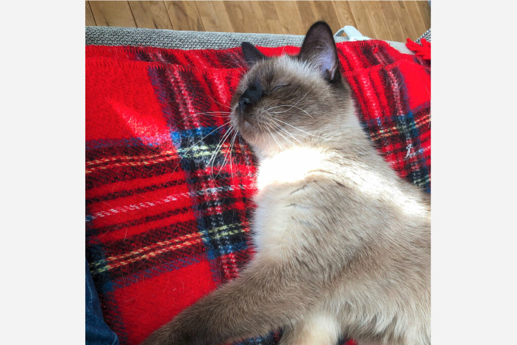 寒くなるとママが出してくれるこの毛布最高〜！　あったかくて大好き。今年もこの季節が来たか。