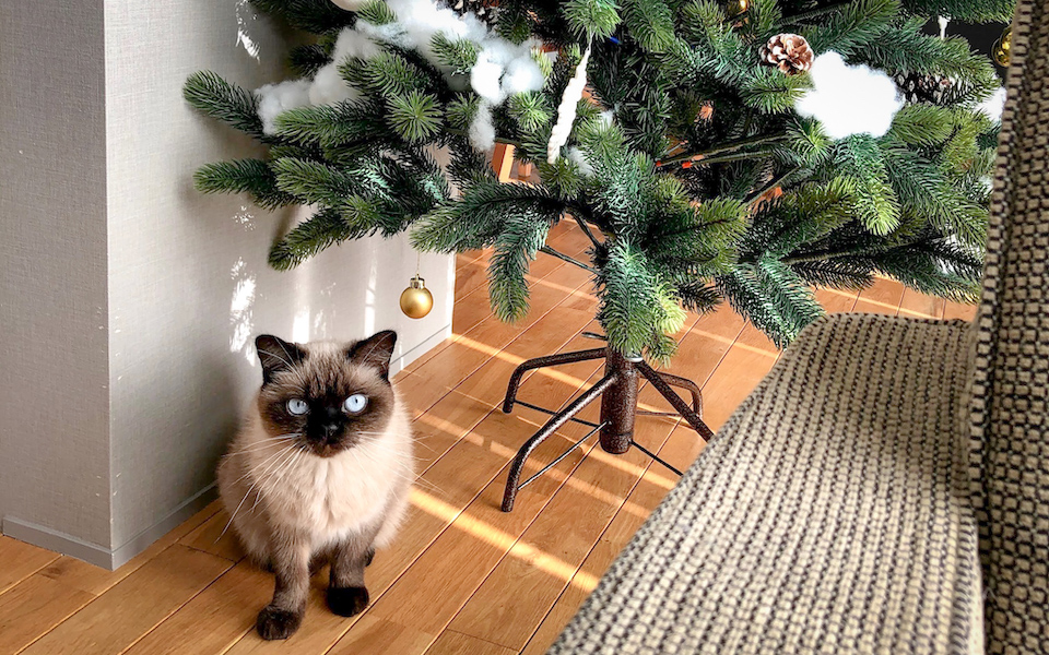 僕の家は「１１月の最終日曜日にクリスマスツリーを出す」ルールなんだ。みんなの家はもう出した？
