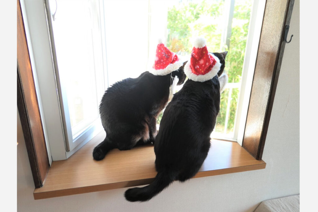 なな（右）「もうすぐクリスマスだね」　はち（左）「サンタさん、うちにも来るかな」