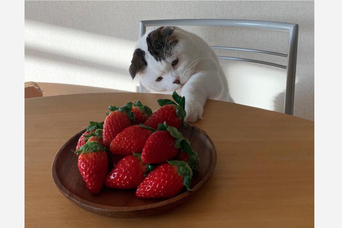 f09ab74133ebb0e37f5da865c4c2c6