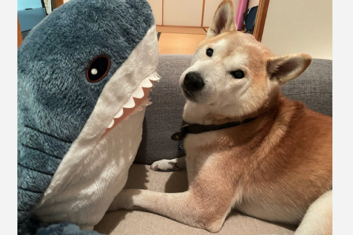 しば犬です。私の汗と涙が染み付いています。 しば犬です。私の汗と涙が染み付いています。 しば犬です。私の