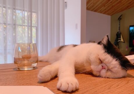 テーブルの上は香ちゃん（ママ）がいつも編み物やお裁縫をしてるから、その側で眠るのが落ち着くの。ぽのぽの。
