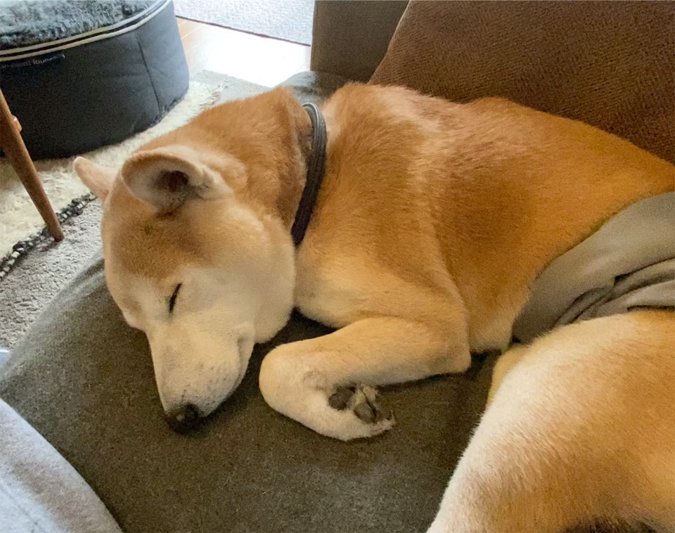 イビキじゃないです寝息です シバイヌ モクのベターな日々 My Sweetie 6 シバイヌ モクのベターな日々 Premium アンド プレミアム