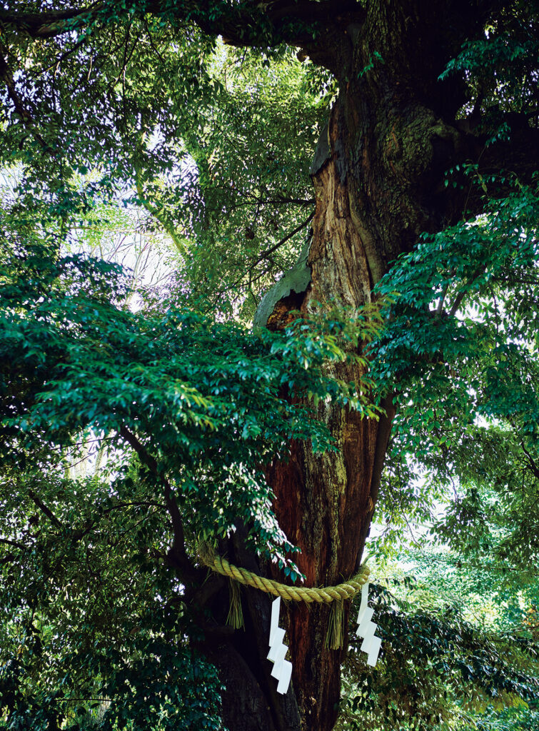 糺の森にある神木のひとつ。落葉樹を中心に約40種、4700本の樹木が見られる。