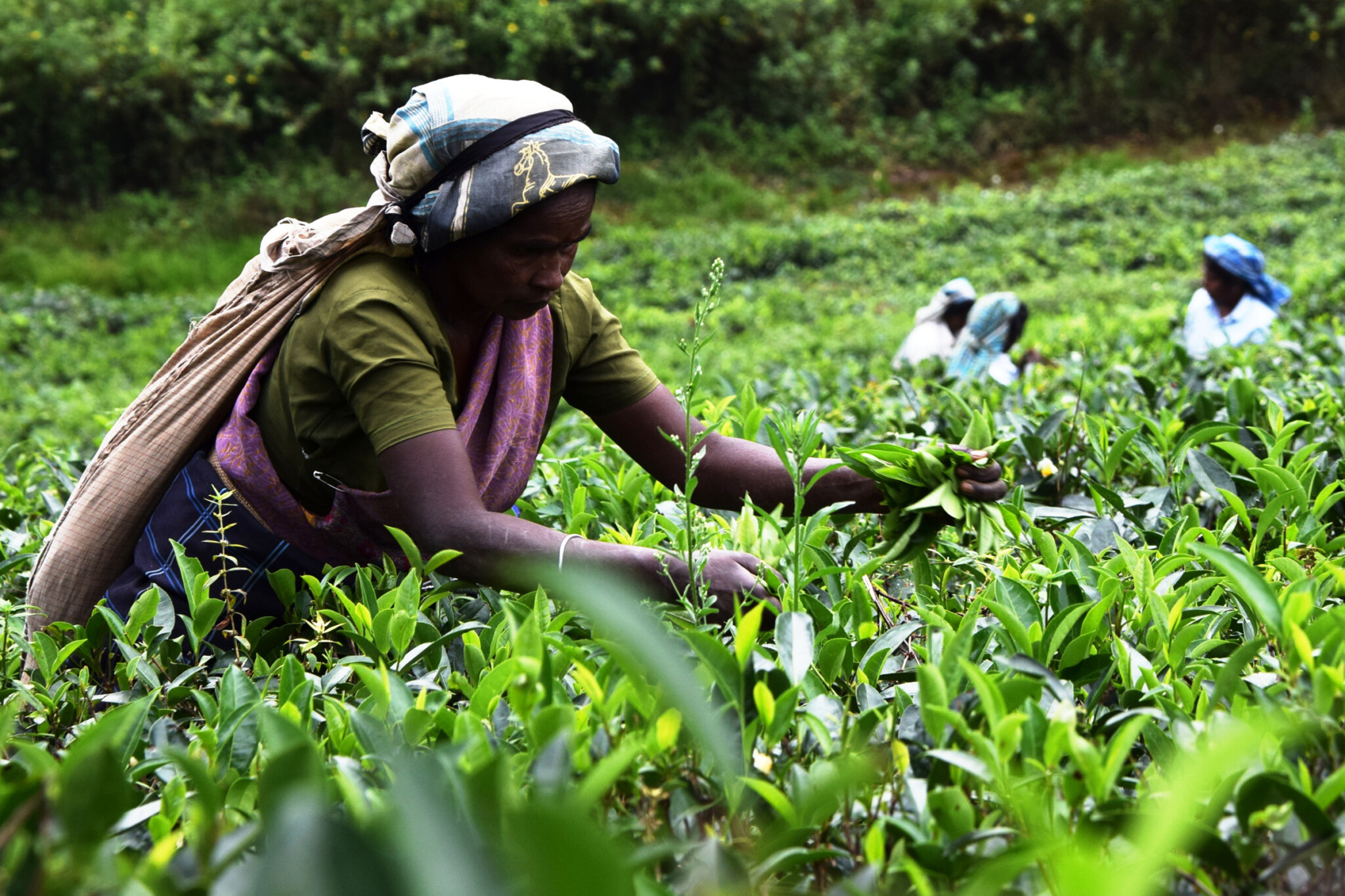 スリランカ産の茶葉は、その高低差や海からの季節風により、エリアによってそれぞれ異なる香り、味わいを持つ。