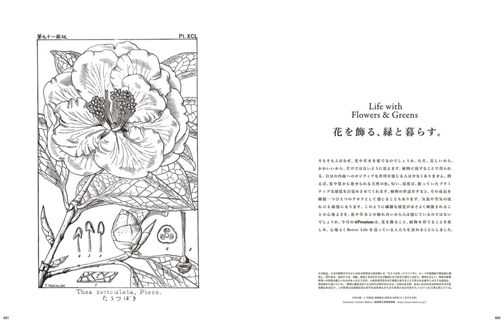 トビラは、日本の植物学の父といわれる牧野富太郎が描いた「たうつばき」。