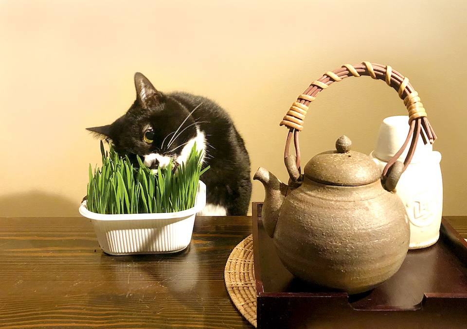 家人は新茶、わたしは用意してくれたネコ草をいただきます！　滋味深いお味でおいしいわ。