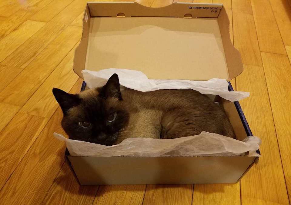 猫といえば箱だよね！　今日はオレの箱コレクションを見てね。
