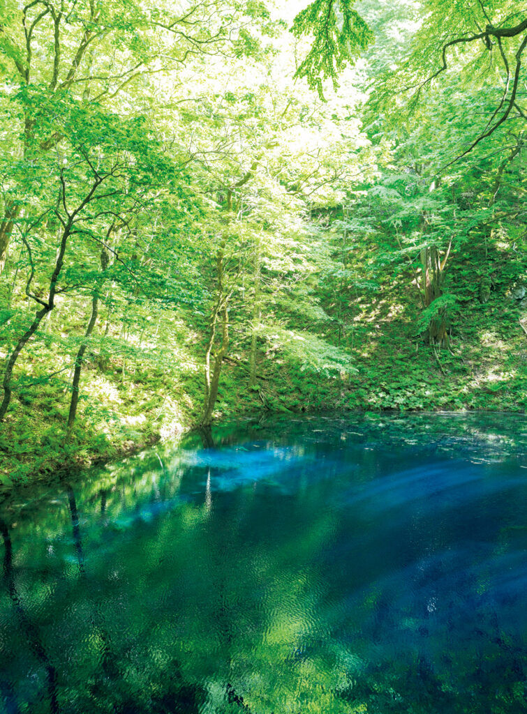 33の湖沼群からなる十二湖のひとつ、青池 (西津軽郡深浦町松神下浜松) 。鮮やかなブルーの色合いが刻々と変化する荘厳な美しさに息を呑む。白神山地、弘前・青森県 旅行 宿泊 夏休み 世界遺産
