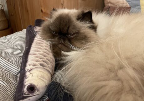 わたしたち猫も枕を使います。魚の枕で寝るとおいしい夢が見れて最高なので、全猫におすすめします！