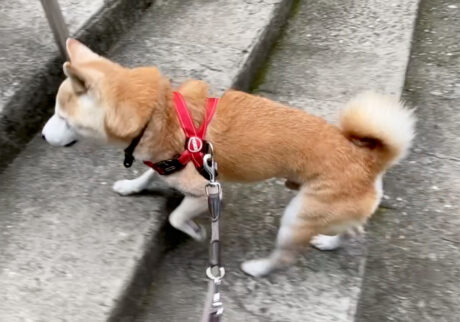 柴犬 モク シニア犬 トレーニング