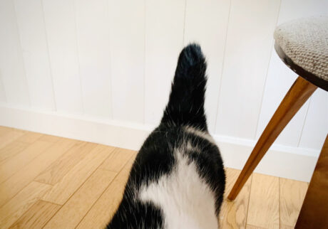 チャーミングな短い尻尾。〈LOISIR〉デザイナー・前田敬子による、保護猫・えいたと暮らす日常。 vol.12
