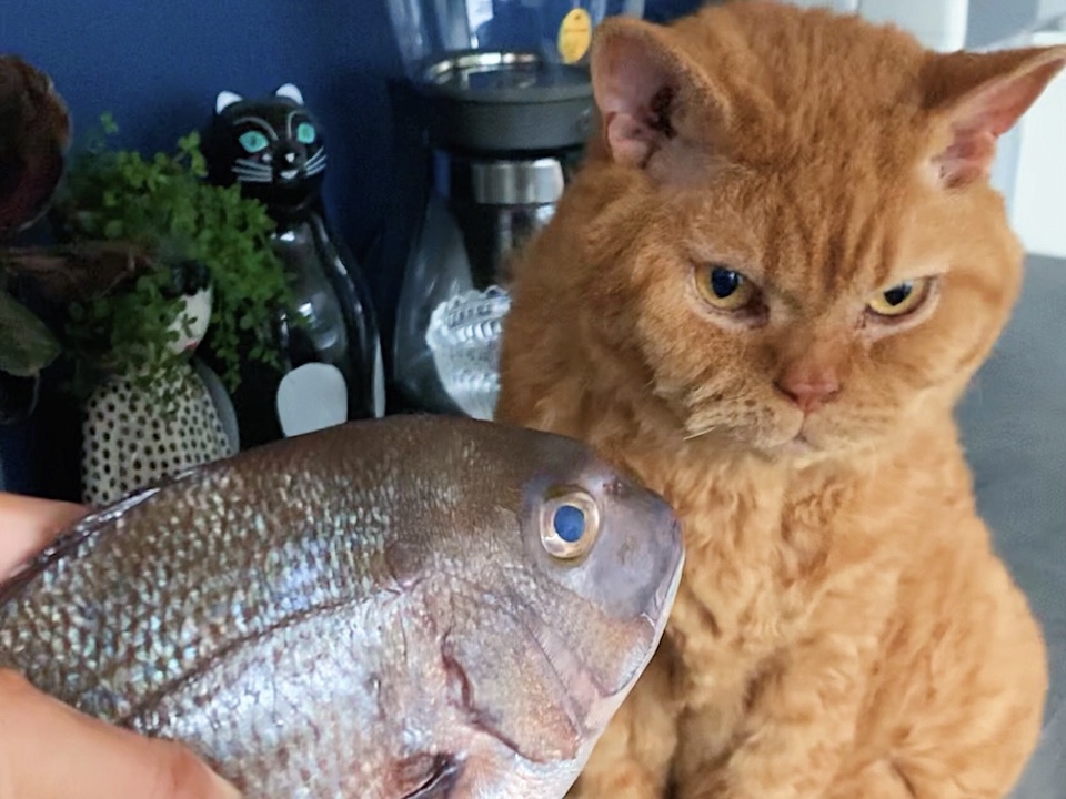 この鯛は煮つけでお願いします。