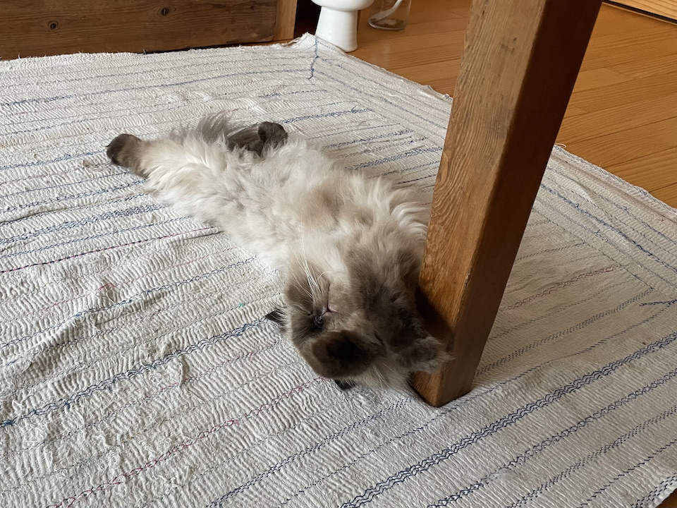 こんにちは、逆さぐーぐーで失礼します。私たち猫は結構な確率でクセのある寝方をします。今日はテーブルの脚に手をかけるスタイルでねんねしますね。