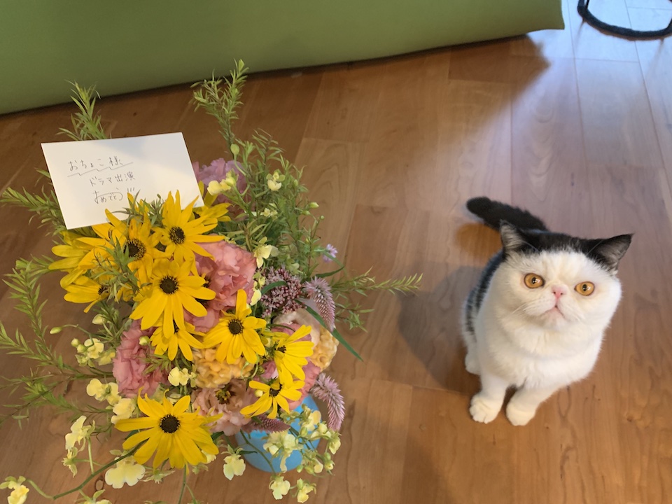 これはね、お友達が送ってくれたお祝いのお花！ なんだかぼく、有名猫みたいだね、照れちゃうな〜、ぽのぽの♪