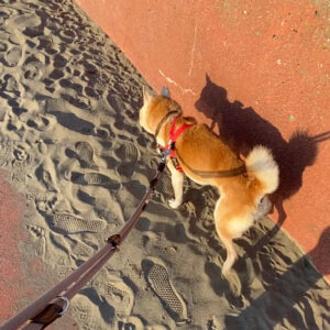 柴犬,モク,シニア犬,老犬,散歩,海