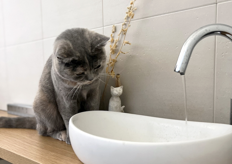朔はルーティンを重んじる猫。今日も日課の水質チェックを忘れてはおりません。トイレは朔も出入自由だから、もちろん入念に真剣にチェックするよ。