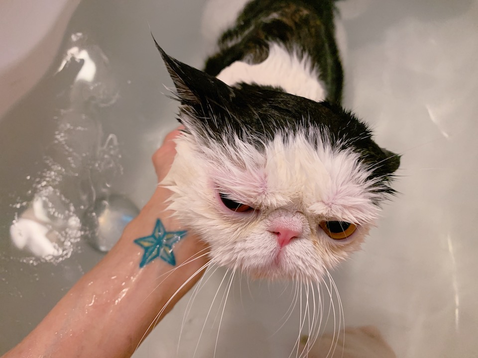世間には、お風呂が好きな猫がいるんだって！？