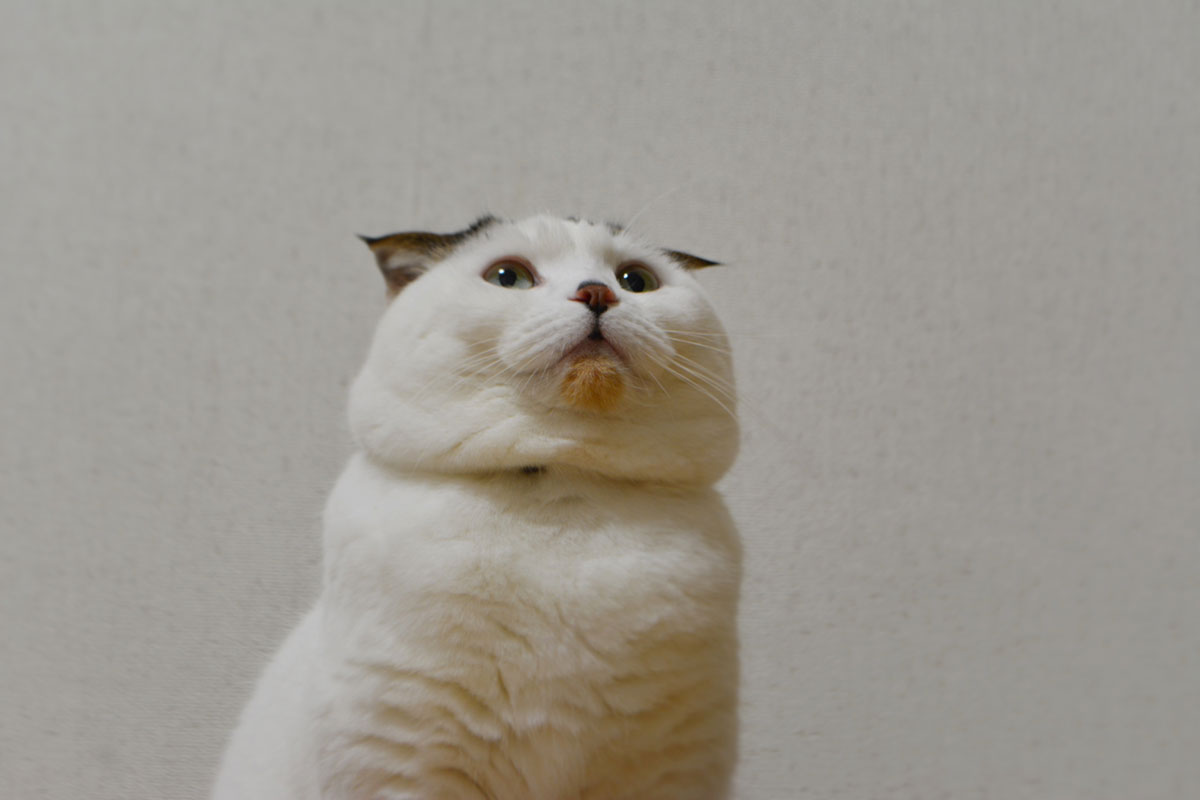 ニャンニャンニャンの日の祈り。いなほ、オレ物語。vol.116 | いなほ