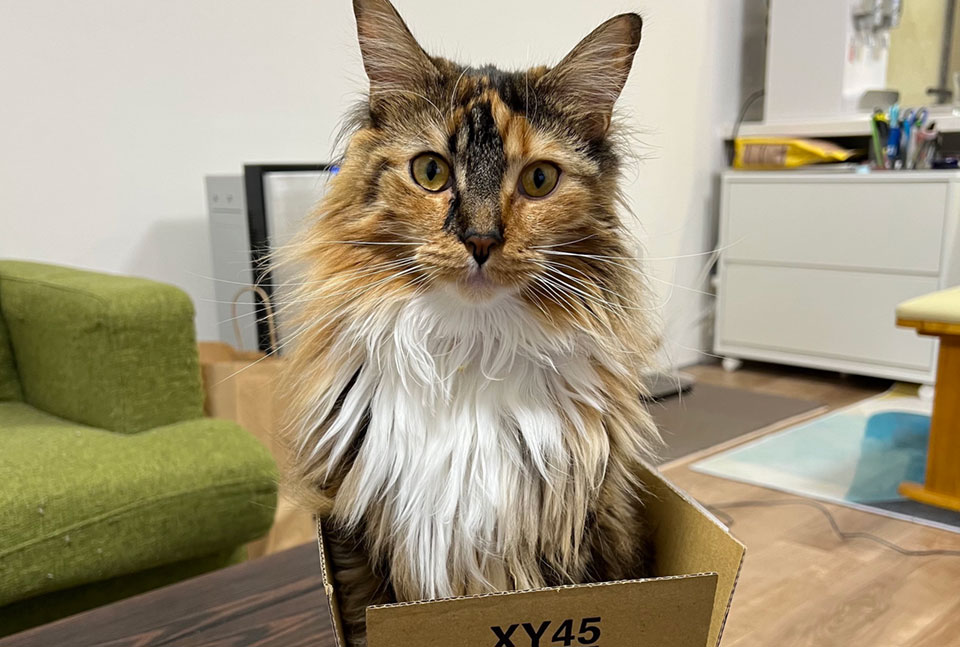 とにかく箱があれば入るよ。箱入り娘って言われているけど、家猫だもの。