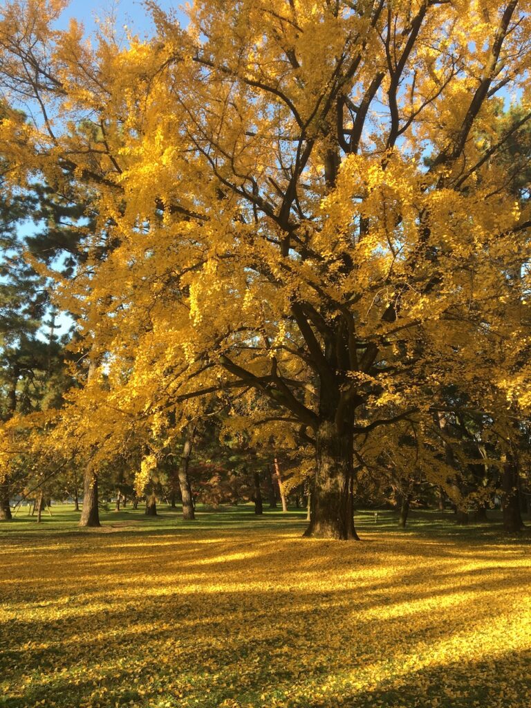 何本も銀杏の大木がある京都御苑。必然的に秋はパトロール頻度も上がる。