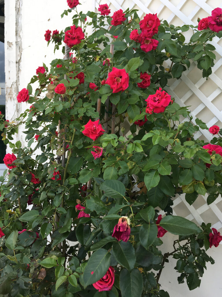 パリのアパルトマンのバルコニーに咲く真紅のバラ。