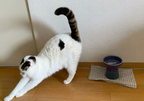 水を飲んだらストレッチ。猫のポーズってよく言うけど、キャットアンドカウとも言うらしいで。これが猫のポーズ。背中丸めまーす。