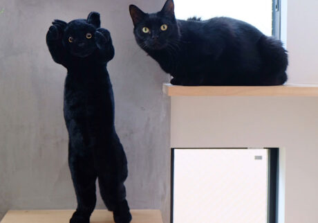 ギネスです。キャットステップにぼくにそっくりな黒猫が2本足で立っていました。ぼくもこのポーズを練習しようと思います。