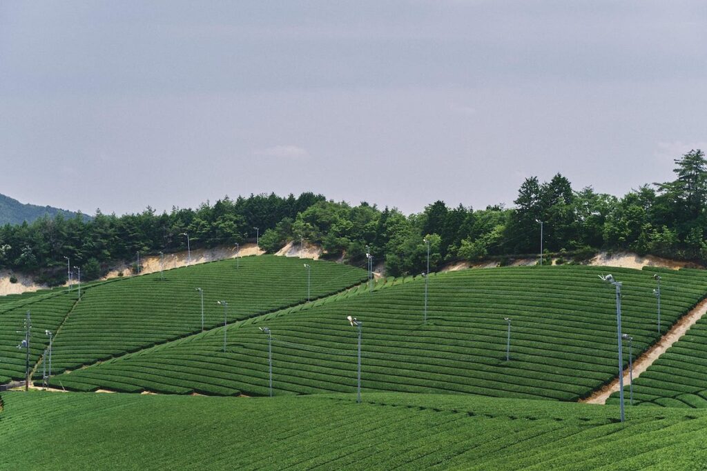 宇治市から南に広がる山城地域は茶の産地として知られている。写真は南山城村・童仙房の広大な茶畑。